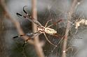 Tetragnatha_ZZ393_D4206_Z_82_Alexandra hills Brisbane_Australie